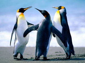 We are social creatures like penguins.